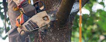 Best Tree and Shrub Care  in Inwood, NY