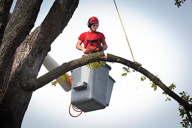 Best Hazardous Tree Removal  in Inwood, NY