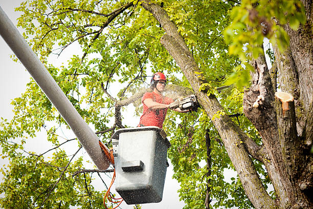 Best Tree Health Inspection  in Inwood, NY