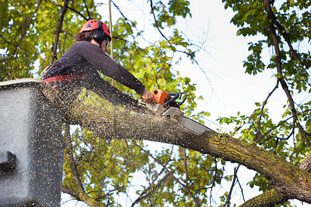 Best Emergency Tree Removal  in Inwood, NY
